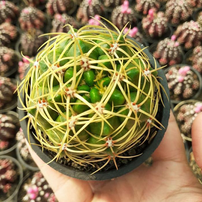 TERLARIS echinopsis duri ownroot READY STOCK