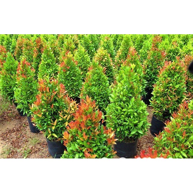 Pohon Pucuk Merah 150 cm UP - Tanaman Pagar Alami - Bibit Pucuk Merah Besar Rimbun Murah - Tanaman O