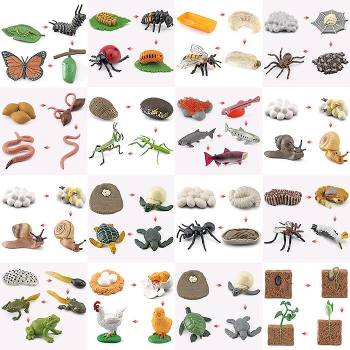 Cod - Mainan Anak Mainan Metamorfosis Kupu Kupu Katak Lebah Ayam Daur Hidup Siklus Hidup Hen