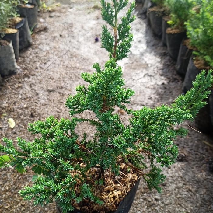 Cemara Sinensis atau Cemara buaya