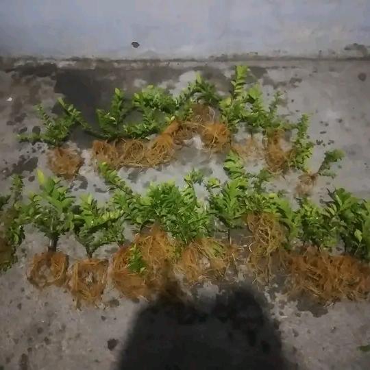 Stek Sancang sudah berakar / bahan bonsai Sancang stek pucuk berakar