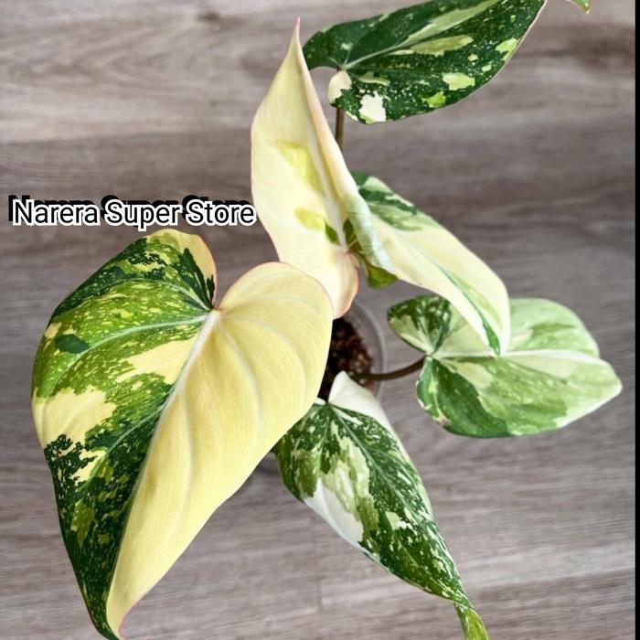 Tanaman Hias Gloriosum Tri Color Variegata Three Colour Variegated Varigata Tricolor Real Pict