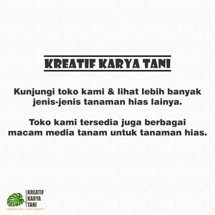 Tanaman hias calathea pink rossy - Calathea Pink Rossy