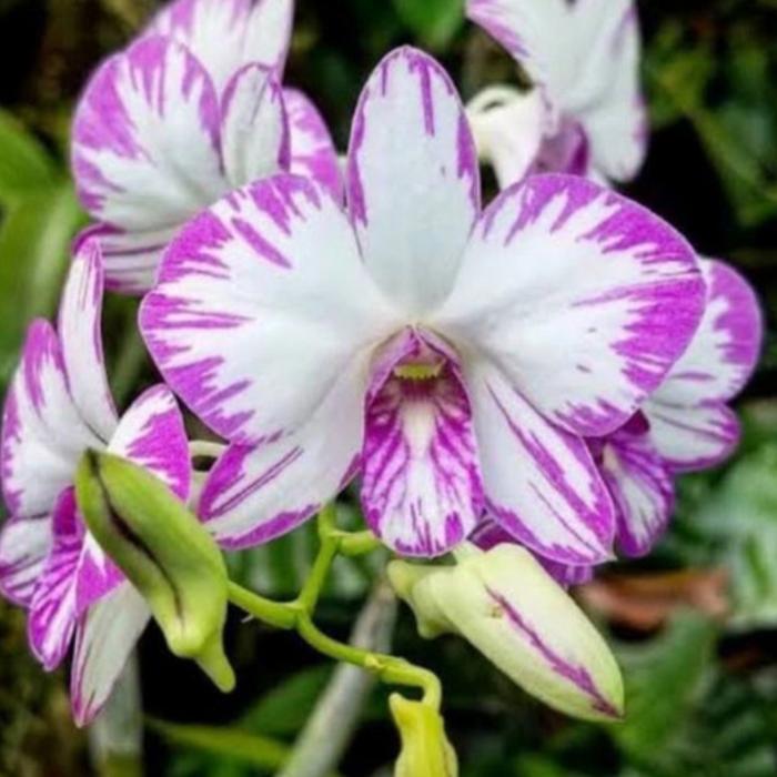 Dendrobium Enobi Splash