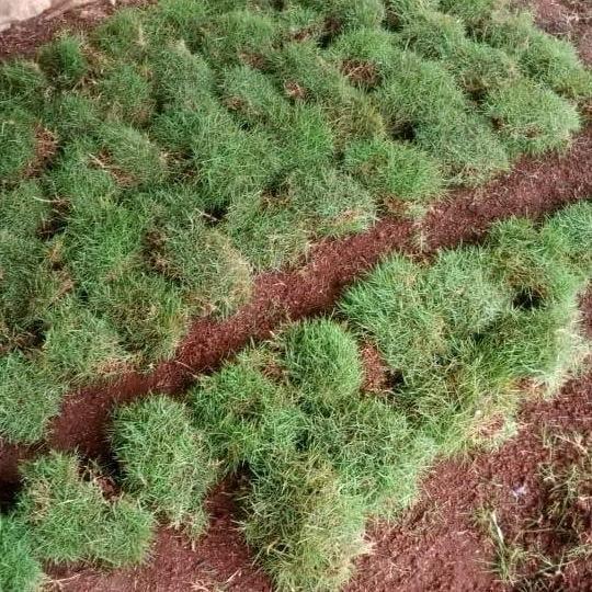 PAKET 3 Meter rumput jepang Hidup ( 300 x 100 cm ) Rumput Jepang asli - Rumput jepang untuk makam -