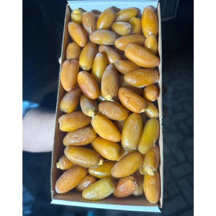 Kurma Ruthob Libya - Kurma Rutob Muda - Kurma Muda