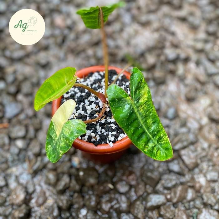TERMURAH philodendron billietiae varigata READY STOCK