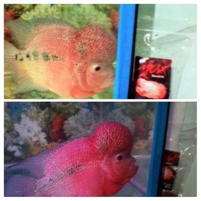 SERBUK JENONG TERPERCAYA