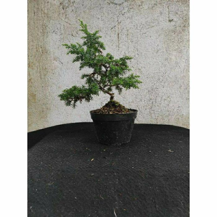 TANAMAN HIAS BONSAI CEMARA PUA DURI BONSAI CEMARA PUA DURI