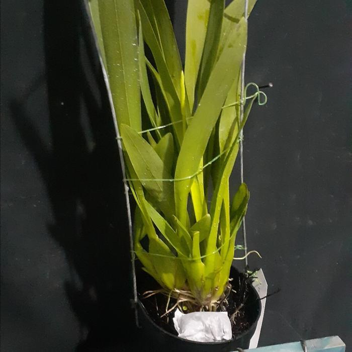 ( SPIKE / Berbunga) Oncidium Kilauea "Volcano Queen"