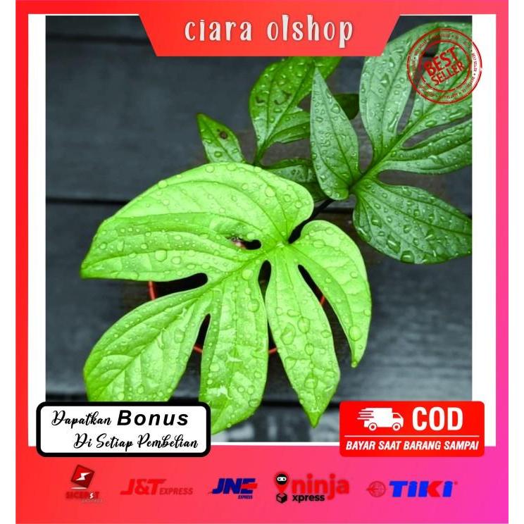 bibit bonggol monstera amydrium bertuns sudahpemberian hormon varigata