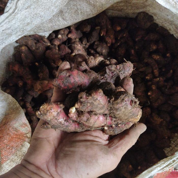 "New" Jahe Merah Jahe Merah Medan Jahe Merah Segar