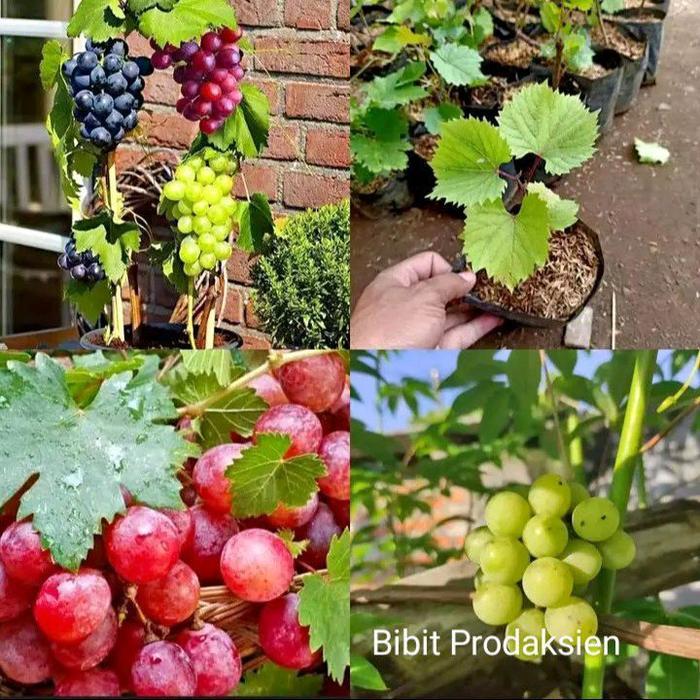 Bibit tanaman anggur { paket 3 anggur varian jenis}belumberbunga