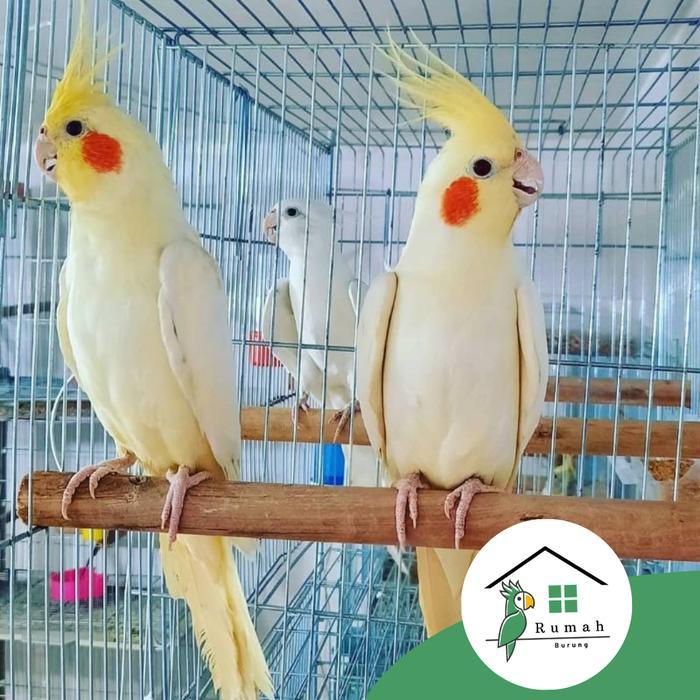 FALK AUSTRALIA LUTINO MATA MERAH 1PSG/ GARANSI TERMURAH