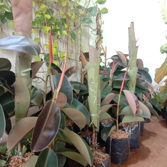 bibit  tanaman hias karet kebo - pohon karet kebo - tanaman