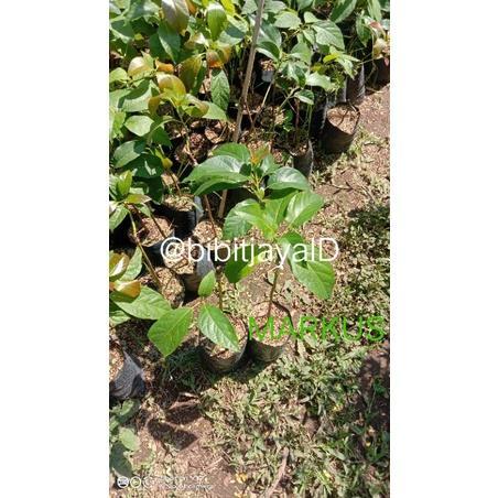 Bibit Alpukat Markus 1 meter Super Jumbo