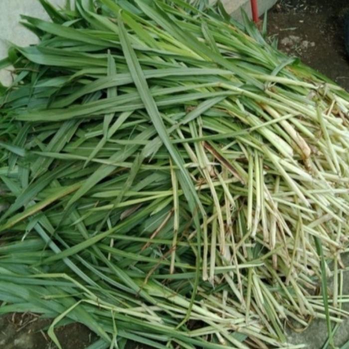 NEWW rumput odot segar pakan marmut kelinci kura kura