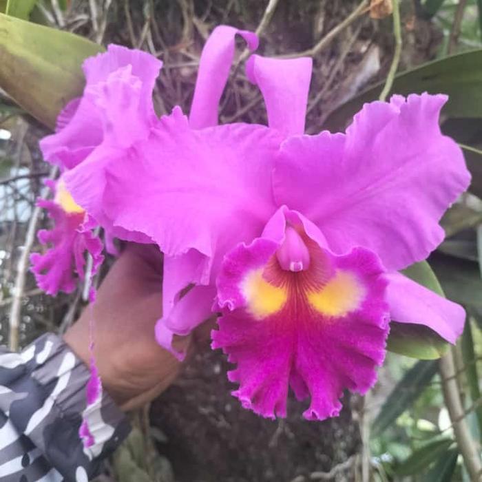 ANGGREK CATTLEYA DEWASA