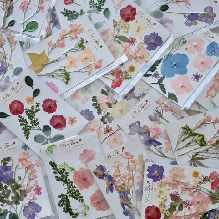 Mix Dried Flower Pressed Flower Preserved Flower Bunga Kering
