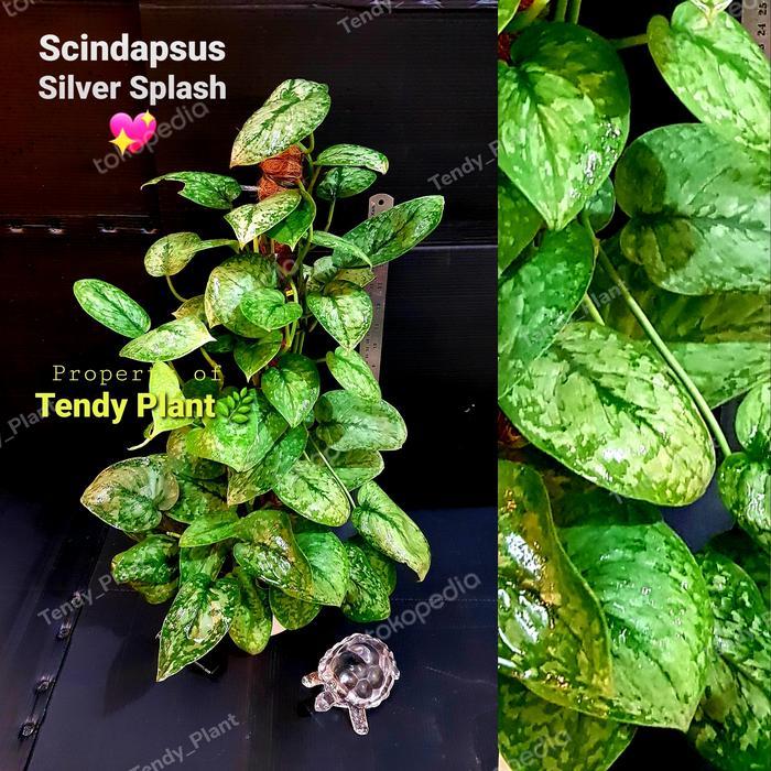 Sirih Gading Silver Scindapsus Silver Splash , Rimbun Putih Tanaman