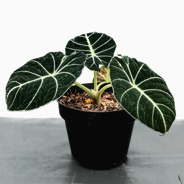 tanaman hias alocasia black velvet pohon alocasia black velvet