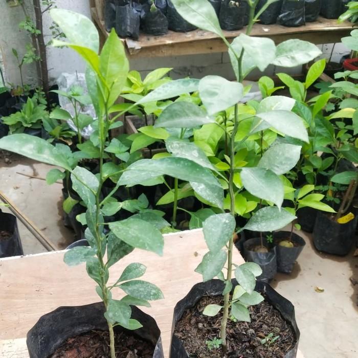 Bibit Pohon Jeruk Lemon Cui - Tanaman Buah Jeruk Lemon Cui - Lemon Cui ATV