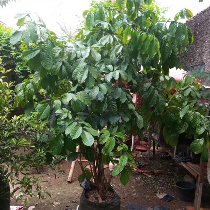 Bibit Pohon Duku Siap Buah/ Pohon Duku pernah berbuah/Bibit Duku cepat berbuah