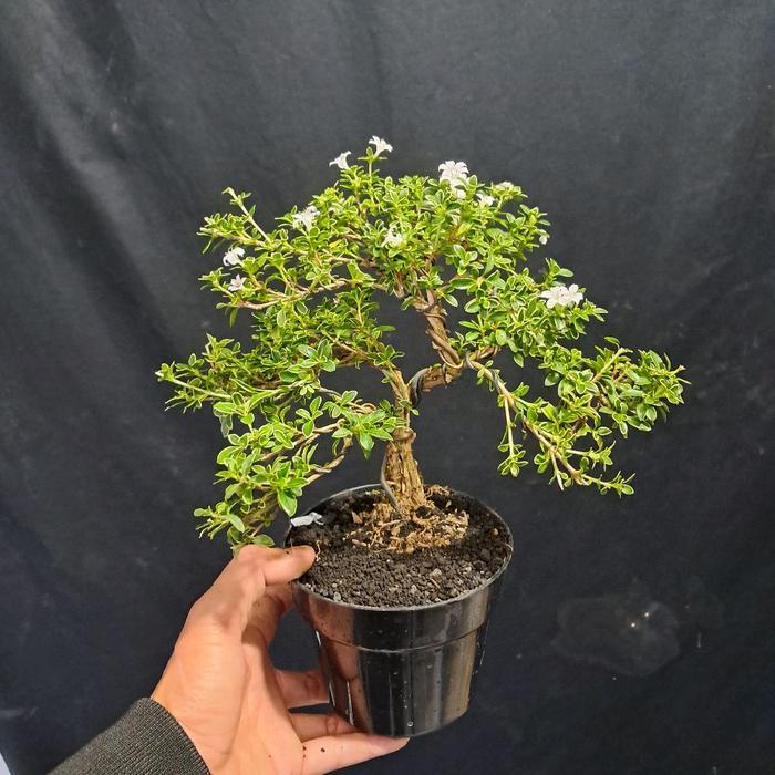 Bonsai Melati Jepang / Bonsai Mirten Varigata / Bonsai Hingkip