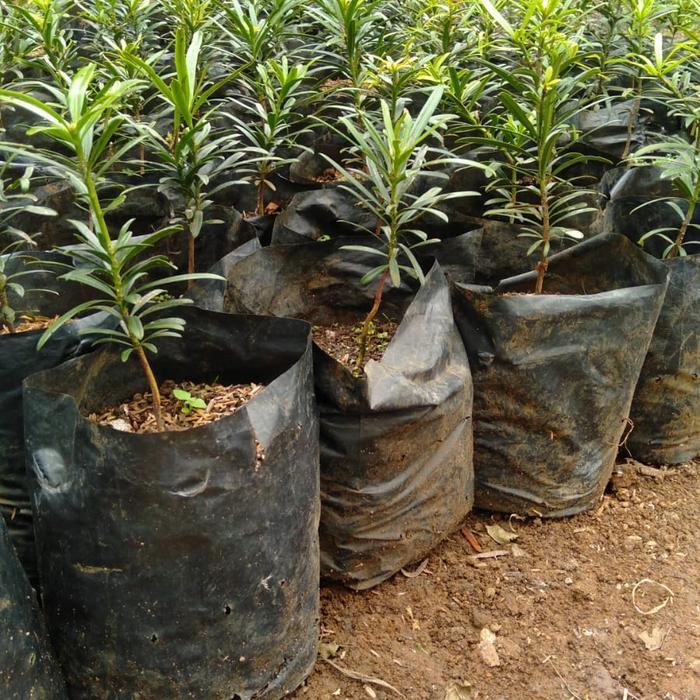 Bibit Bonsai Lohansung Mawar - Bahan Pembuatan Bonsai & Perindang Tamantinggi 20cm