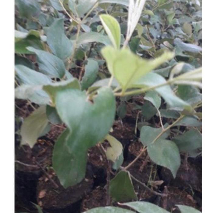 Tanaman buah apel futsa ( Apel India ) // kondisi berbunga / berbuah