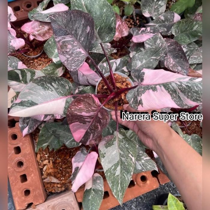 Tanaman Hias Galaxy Pink Princess Galaxy Variegata Varigated Varigata Real Pict Ekonomis