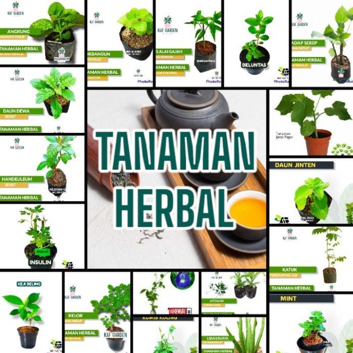 Paket tanaman apotik hidup. 8 tanaman herbal. tanaman apotik hidup