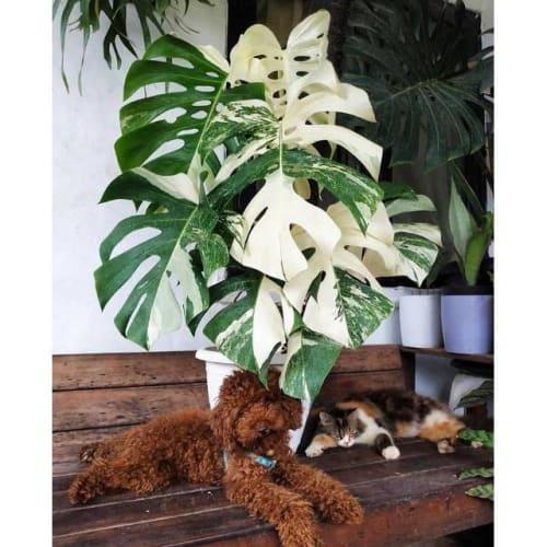 Tanaman hias monstera deliciosa varigata / Original