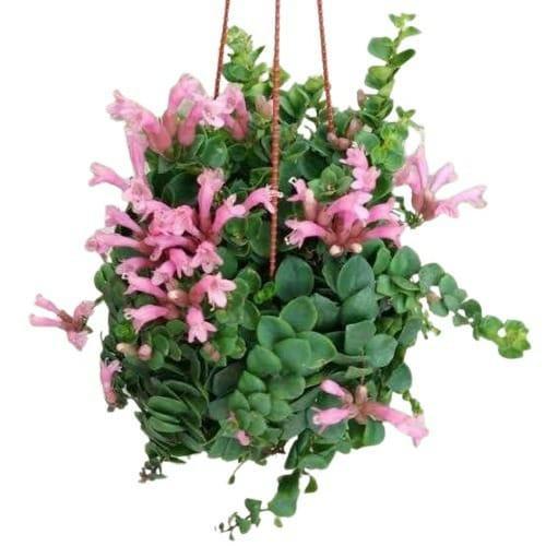 Tanaman Gantung Lipstik Pink LANGKA