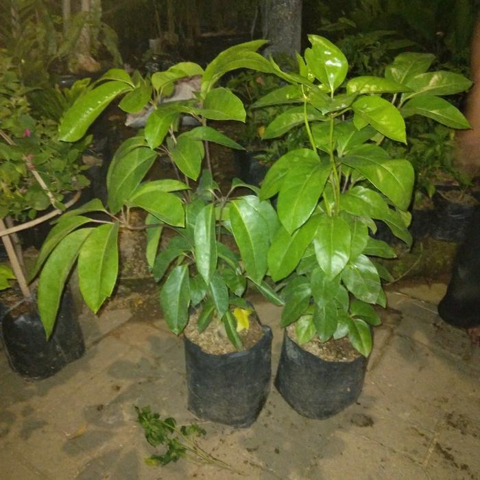 Tanaman Hias Walisongo Tinggi 1 Meteran