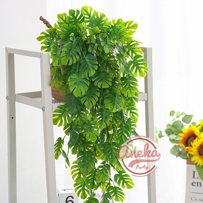 Daun Juntai Monstera / Daun Rambat Monstera / Daun Monstera Gantung