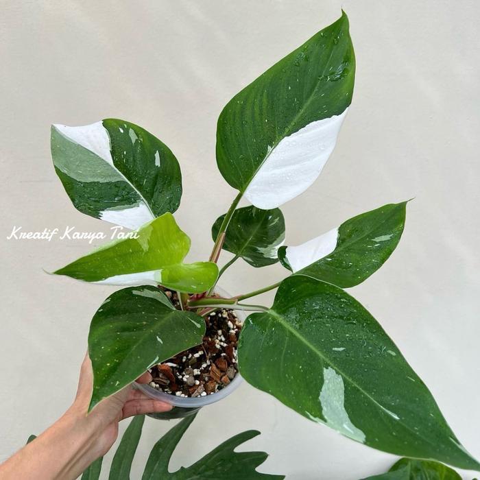 Stok Baru Tanaman hias philodendron white princess - Philodendron white princess