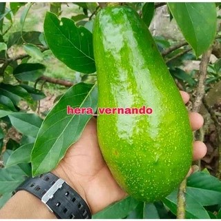 Bibit Alpukat Aligator Super Genjah