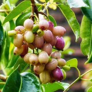 Bibit Juwet Putih Super Cepat Berbuah Segar