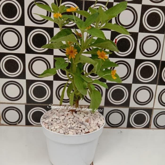 Tanaman Hias Bunga Seribu Bintang + Pot Putih Dan Batu