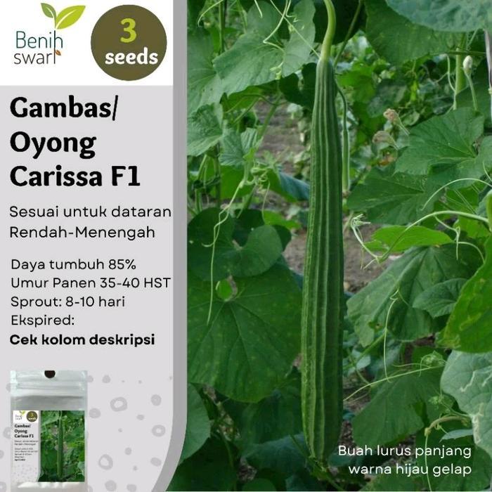 Isi 3 Butir Benih Oyong / Gambas CARISSA F1