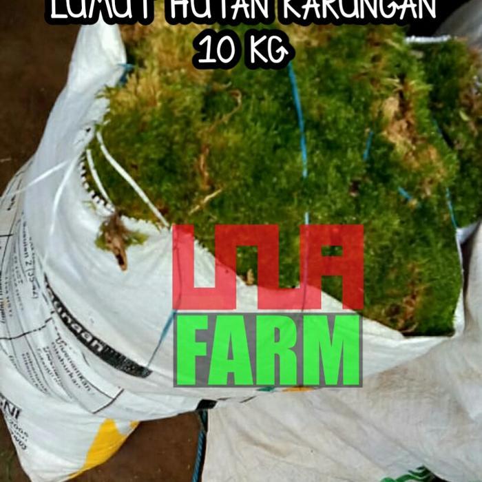 Lumut Hidup Karungan Isi 10 Kg Media Tanam Tbk
