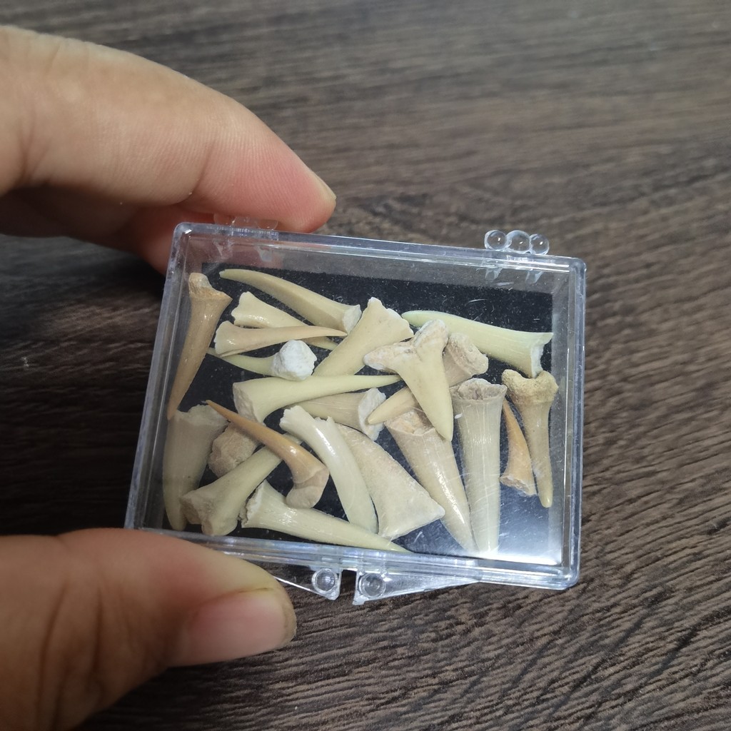 a box of Spiritual Healing Petrified Natural Shark Tooth Tooth Marine Biology Science Teaching