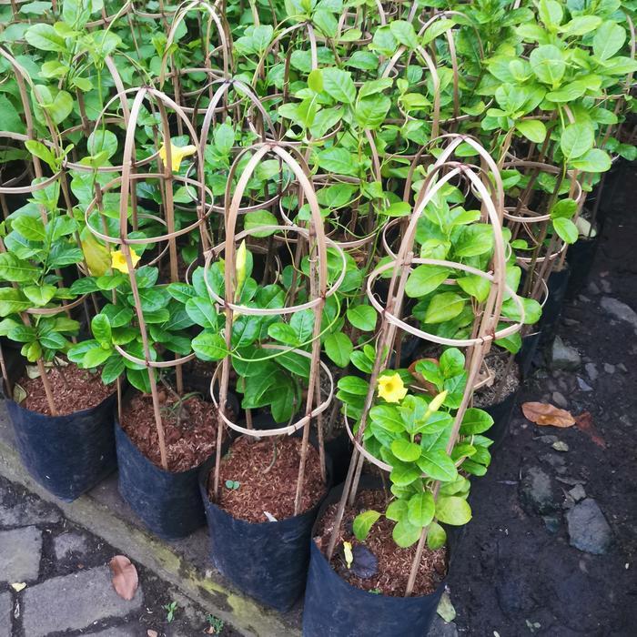 Tanaman alamanda kuning/ alamanda merah/ alamanda putih/ alamanda ungu Gratis Ongkir