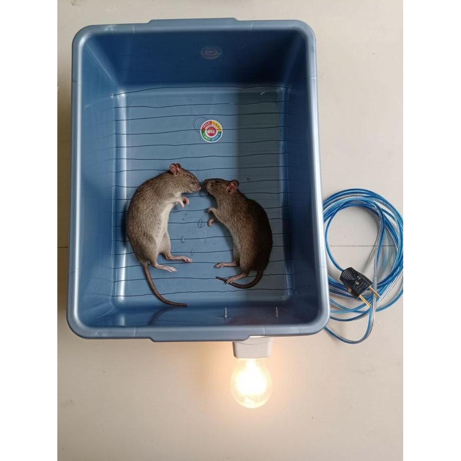 JEBAKAN TIKUS MASSAL LISTRIK