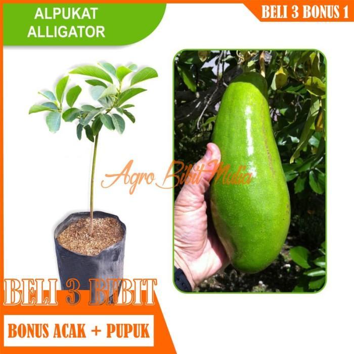 Terlaris Bibit Tanaman buah Alpukat Aligator Mexico TAMBULAPOT