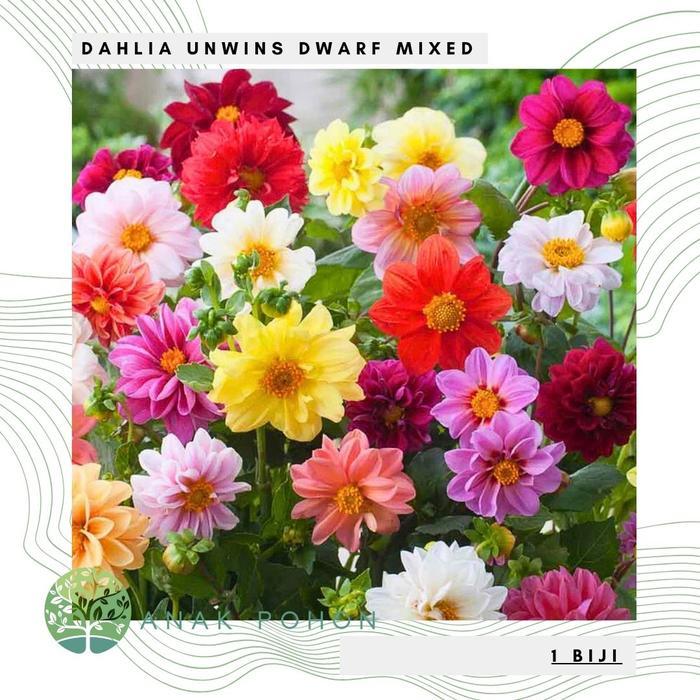 Growterra Farm BUNGA DAHLIA UNWINS DWARF MIX FLOWER SEEDS - IMPORT