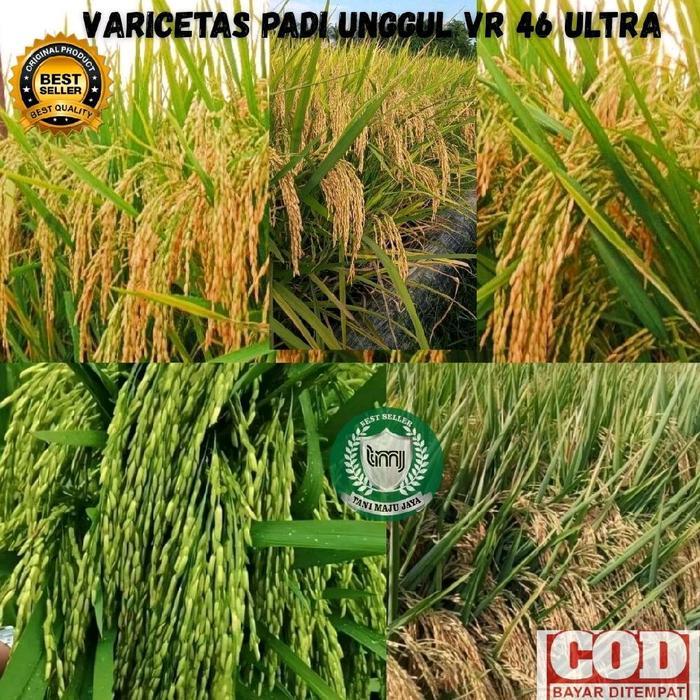 BIBIT PADI BENIH PADI UNGGUL VARIETAS VR 46 ULTRA KEMASAN 5 KG Tanaman Pupuk Gratis Ongkir