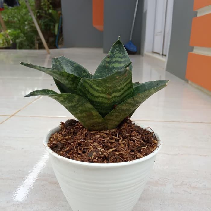 Najwa Gadget Sensiviera/Lidah Mertua Mini Plus Pot