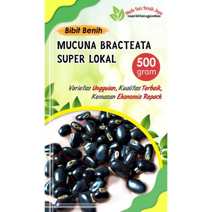 500 GRAM BENIH MUCUNA LOKAL BIBIT MUCUNA BRACTEATA UNGGULAN / BENIH TANAMAN COVER CROP KACANG KACANG